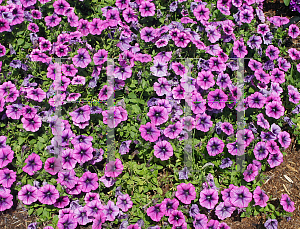 Picture of Petunia x hybrida 'Music Heavy Metal II'