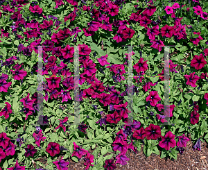 Picture of Petunia x hybrida 'Skyline Purple Haze'