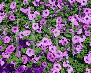 Picture of Petunia x hybrida 'Suncatcher Dark Lavender Vein'