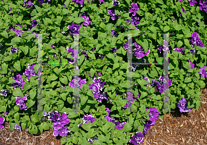 Picture of Petunia x hybrida 'Sun Pleasure Bavaria Ball'