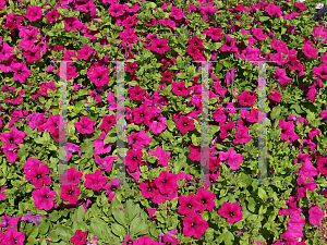 Picture of Petunia x hybrida 'Sun Pleasure Purple'