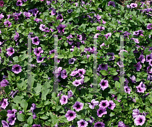 Picture of Petunia x hybrida 'Supertunia Bordeaux'