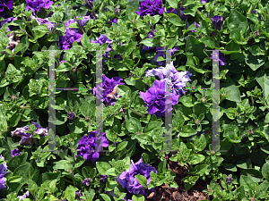 Picture of Petunia x hybrida 'Supertunia Double Dark Blue'