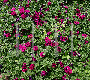 Picture of Petunia x hybrida 'Supertunia  Double Purple'