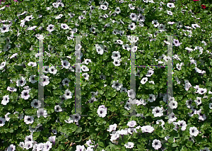 Picture of Petunia x hybrida 'Supertunia Mini Blue Veined'