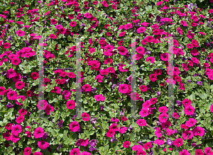 Picture of Petunia x hybrida 'Supertunia Mini Purple'