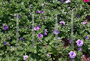 Picture of Petunia x hybrida 'Supertunia Priscilla'