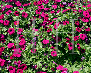 Picture of Petunia x hybrida 'Supertunia Royal Magenta'