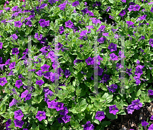 Picture of Petunia x hybrida 'Patio Blue'