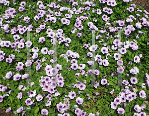 Picture of Petunia x hybrida 'Sweet Pleasure Painted Violet'