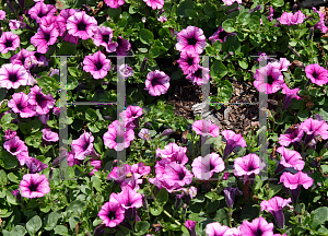 Picture of Petunia x hybrida 'Sweet Pleasure Violet Vein'