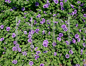 Picture of Petunia x hybrida 'Sweet Sunshine  Blue Vein'