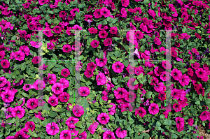 Picture of Petunia x hybrida 'Purple Wave'