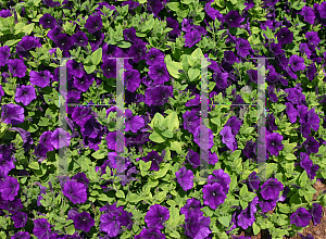 Picture of Petunia x hybrida 'Whispers Blue'