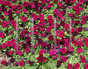 Picture of Petunia x hybrida 'Whispers Burgundy 2006'