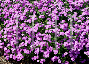 Picture of Phlox  'USPHL304 (Intensia  Lavender Glow)'