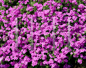Picture of Phlox  'Intensia Lilac Rose'