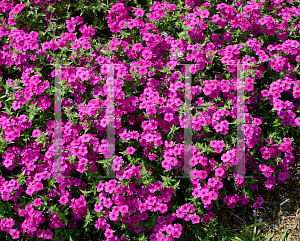 Picture of Phlox  'USPHL03 (Intensia Neon Pink)'