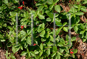 Picture of Ruellia elegans 