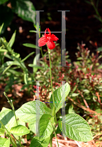 Picture of Ruellia elegans 