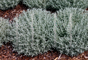 Picture of Santolina chamaecyparissus 'Lavender Cotton'