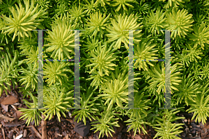 Picture of Sedum reflexum 'Angelina'