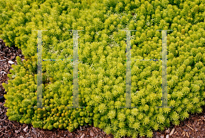 Picture of Sedum reflexum 'Angelina'