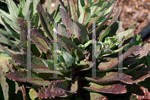 Picture of Hylotelephium  'Garbro (Garnet Brocade)'