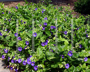 Picture of Thunbergia battiscombei 'Blue Glory'
