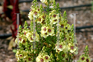 Picture of Verbascum  'Dark Eyes'