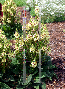 Picture of Verbascum  'Dark Eyes'