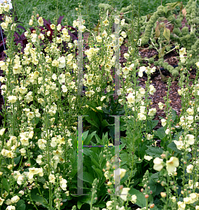 Picture of Verbascum  'Sunshine Spires'