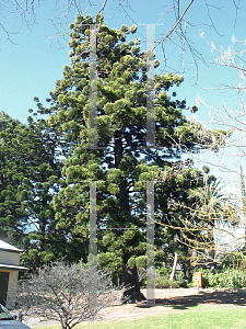 Picture of Araucaria cunninghamii 