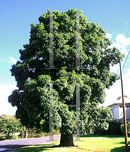 Picture of Brachychiton rupestris 