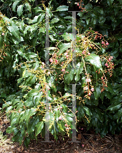 Picture of Brachychiton x roseus 