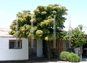 Picture of Bucida buceras 'Shady Lady'