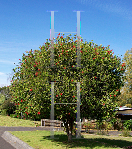 Picture of Callistemon citrinus 'Splendens'