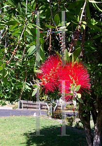 Picture of Callistemon citrinus 'Splendens'