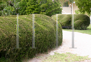 Picture of Casuarina equisetifolia 