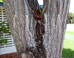 Picture of Cedrela odorata 