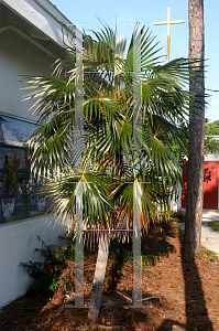 Picture of Coccothrinax argentata 