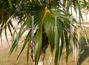 Picture of Coccothrinax argentata 