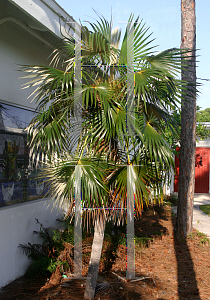 Picture of Coccothrinax argentata 