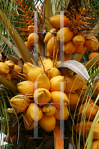 Picture of Cocos nucifera 