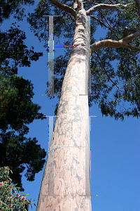Picture of Eucalyptus citriodora 