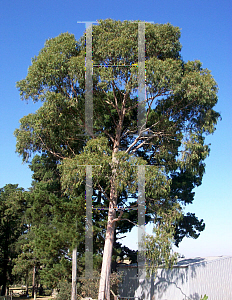 Picture of Eucalyptus citriodora 