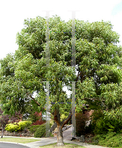 Picture of Corymbia eximia 
