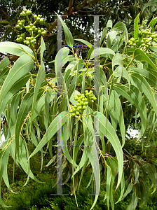 Picture of Corymbia eximia 