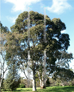 Picture of Corymbia maculata 