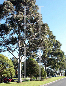 Picture of Corymbia maculata 